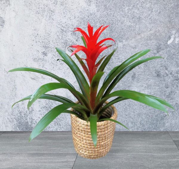 GUZMANIA CON MACETA RUSTICA