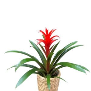 GUZMANIA CON MACETA RUSTICA