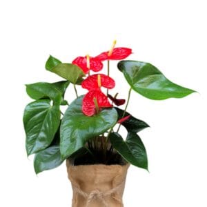 ANTHURIUM JUTTE